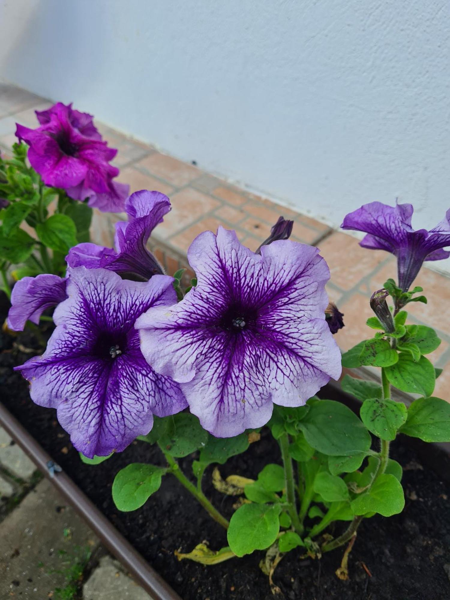 Vila Speranta Plescoi ภายนอก รูปภาพ